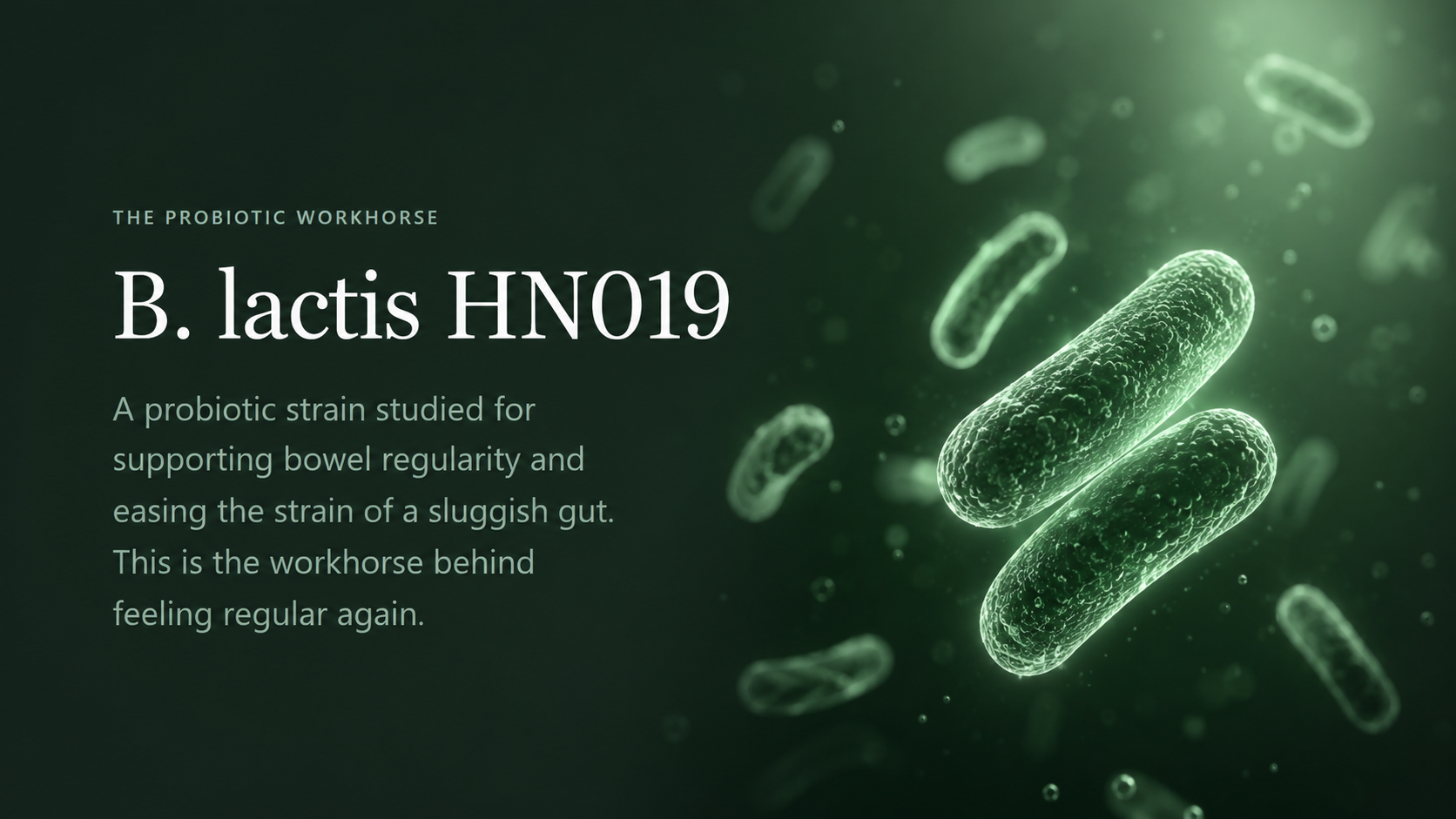 B. lactis HN019 — a probiotic strain studied for supporting bowel regularity and easing the strain of a sluggish gut.