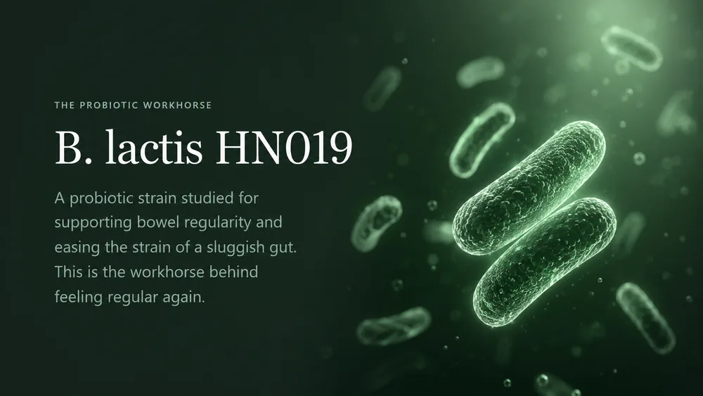 B. lactis HN019 — a probiotic strain studied for supporting bowel regularity and easing the strain of a sluggish gut.