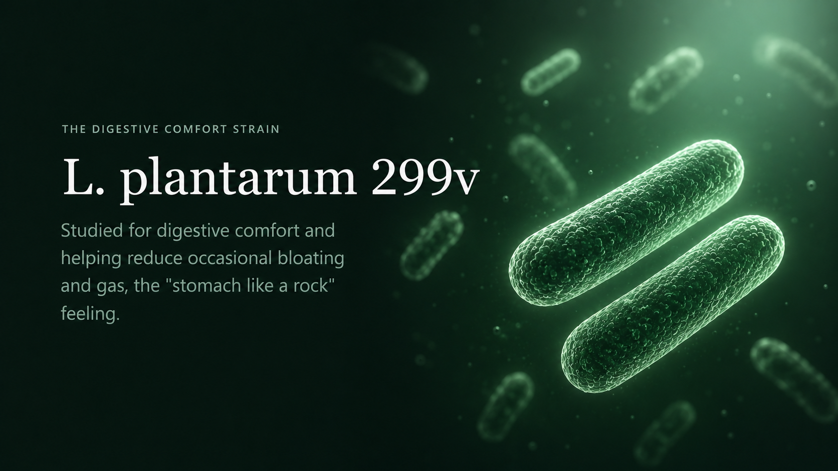 L. plantarum 299v — studied for digestive comfort and helping reduce occasional bloating and gas.