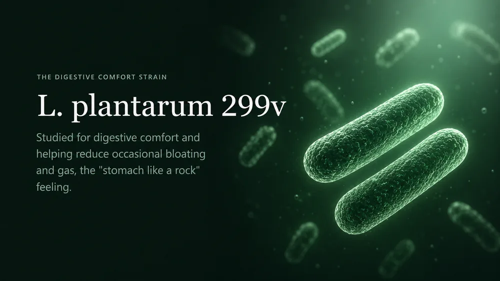 L. plantarum 299v — studied for digestive comfort and helping reduce occasional bloating and gas.